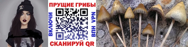 Галлюциногенные грибы мицелий  Рыбное 